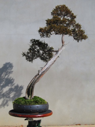 American Bonsai at the NC Arboretum - Page 9 Img_6912