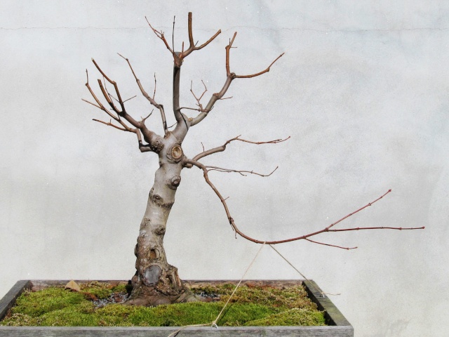 American Bonsai at the NC Arboretum - Page 9 Img_7010