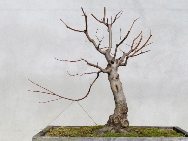 American Bonsai at the NC Arboretum - Page 9 Img_7012