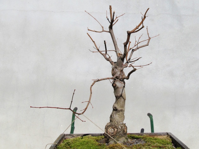 American Bonsai at the NC Arboretum - Page 9 Img_7013