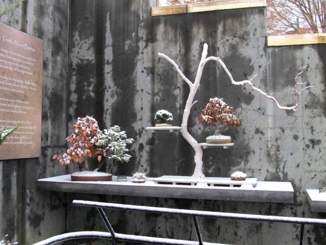 American Bonsai at the NC Arboretum - Page 6 J15