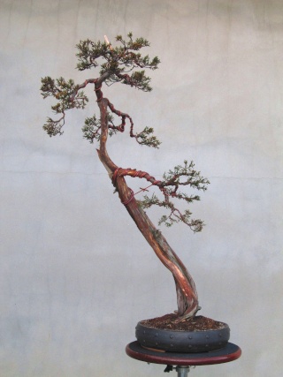 American Bonsai at the NC Arboretum - Page 9 J694310