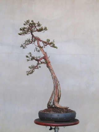 American Bonsai at the NC Arboretum - Page 9 J694410