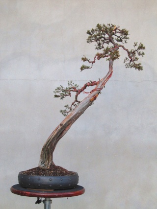 American Bonsai at the NC Arboretum - Page 9 J694510