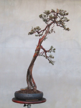 American Bonsai at the NC Arboretum - Page 9 J694610