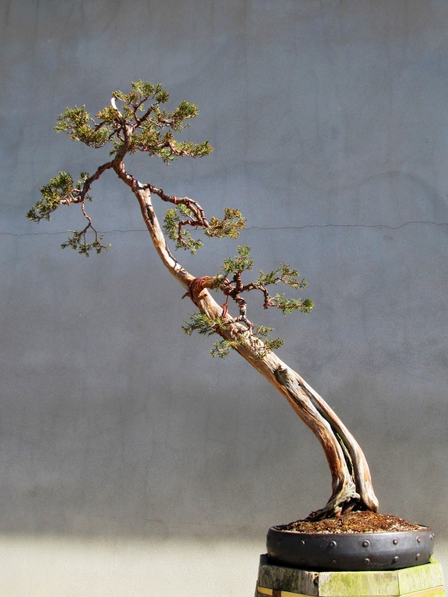 American Bonsai at the NC Arboretum - Page 9 J705110