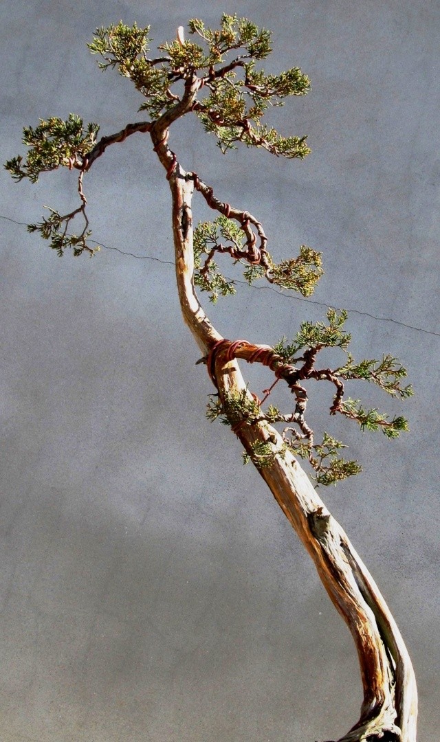 American Bonsai at the NC Arboretum - Page 9 J705210