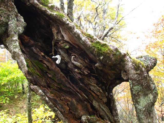 American Bonsai at the NC Arboretum - Page 5 K12