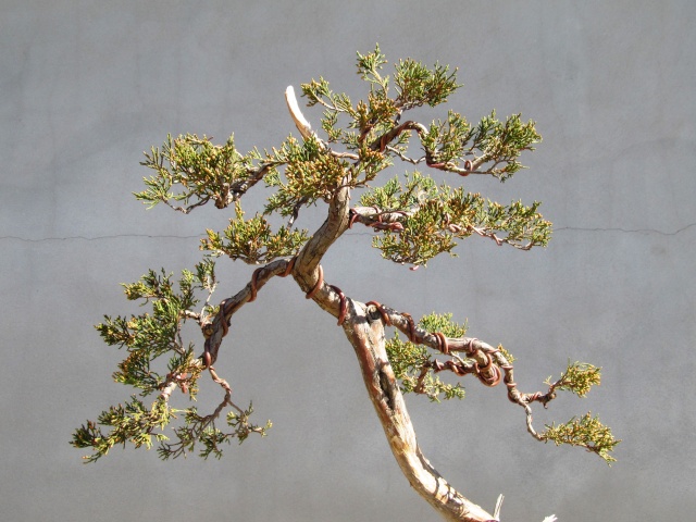 American Bonsai at the NC Arboretum - Page 9 L15