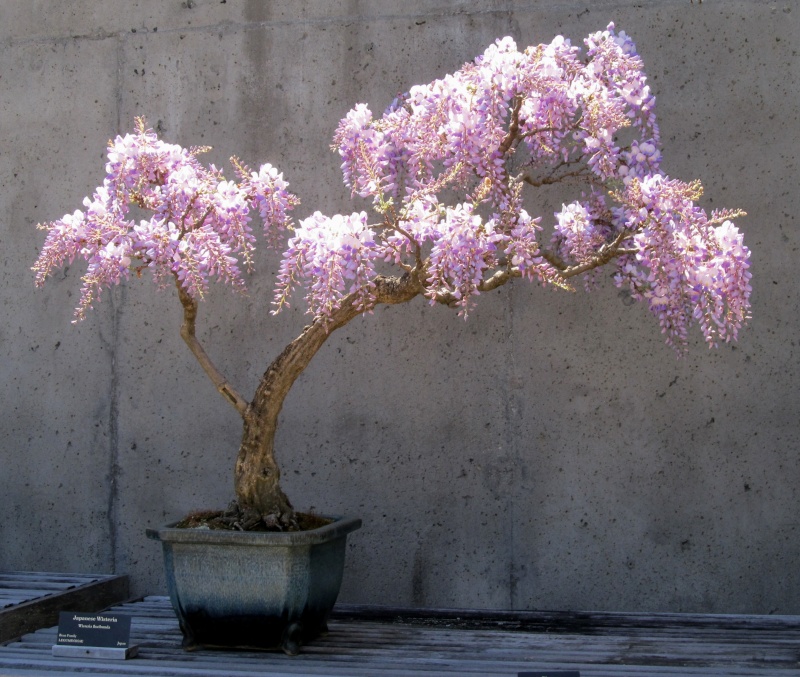 American Bonsai at the NC Arboretum - Page 10 M18