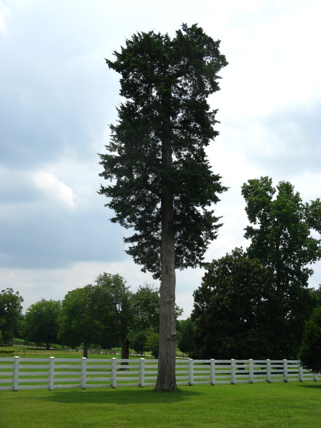 American Bonsai at the NC Arboretum - Page 9 N15