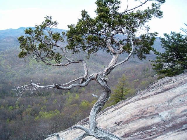 American Bonsai at the NC Arboretum - Page 9 P15