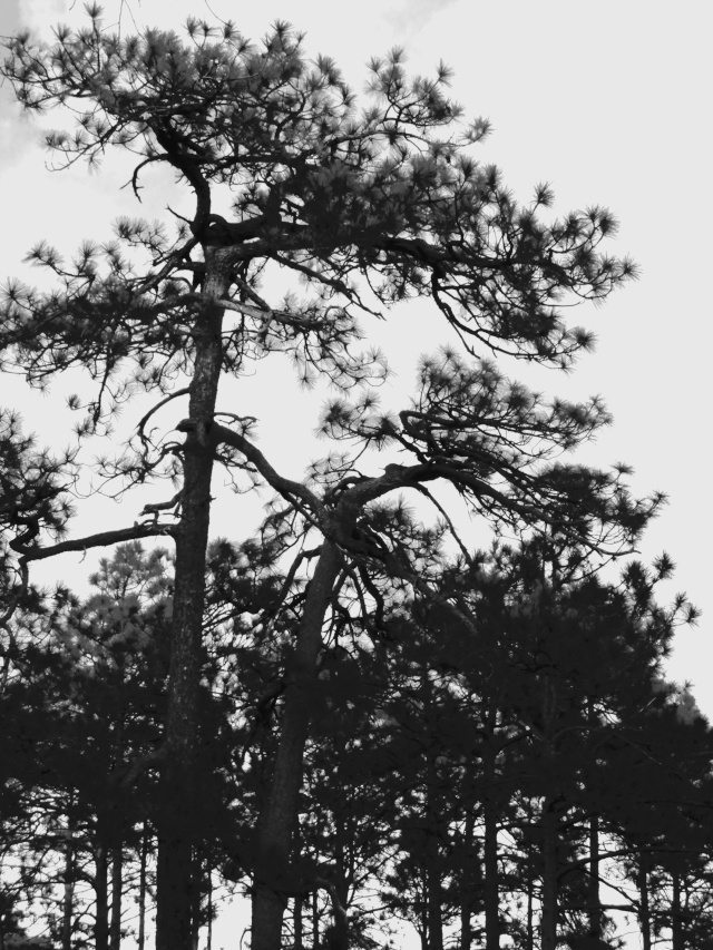 American Bonsai at the NC Arboretum - Page 9 Q15