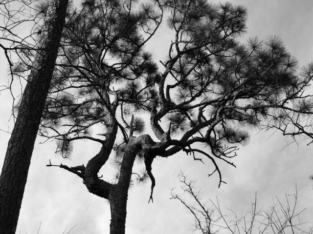 American Bonsai at the NC Arboretum - Page 9 R11