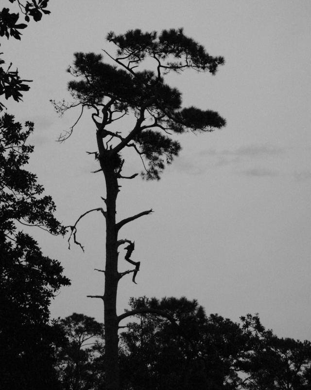 American Bonsai at the NC Arboretum - Page 9 S11