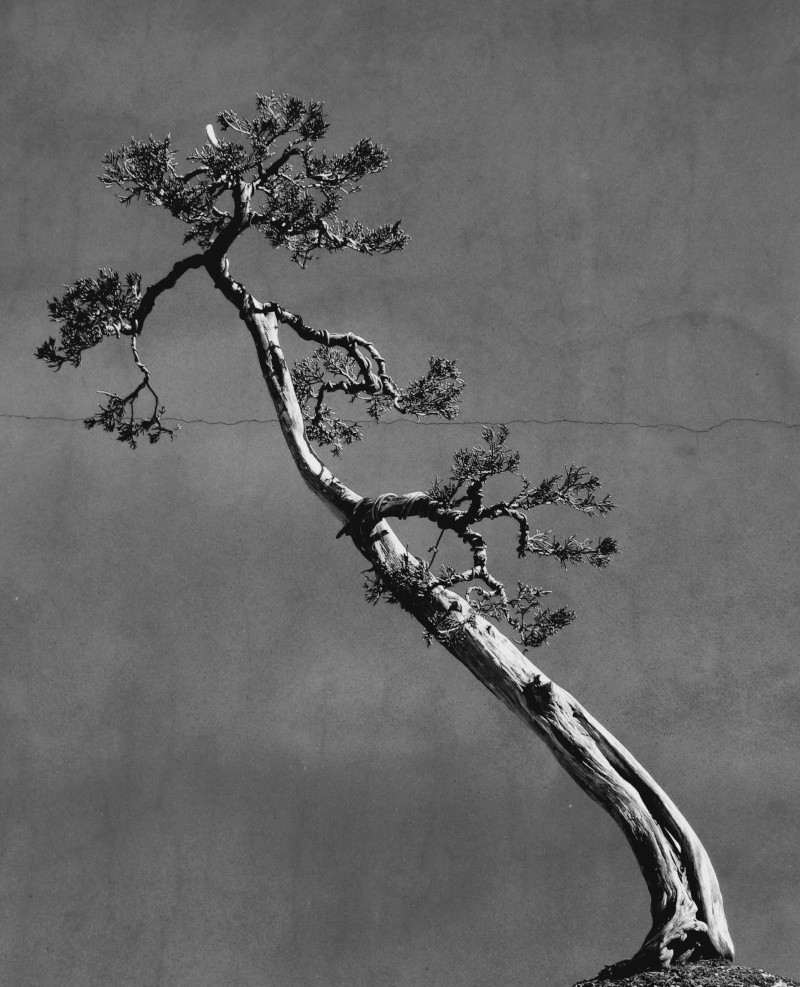 American Bonsai at the NC Arboretum - Page 9 X10