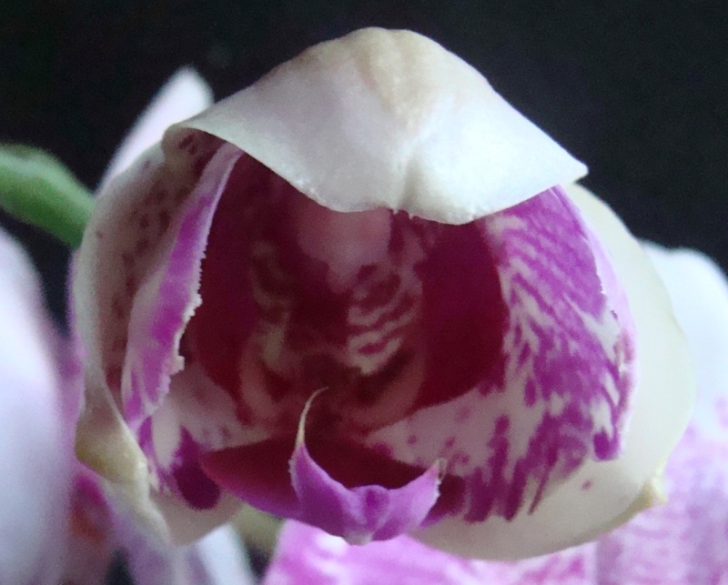 Phalaenopsis hybride 10 est lorte : vive hybride 10 10-bou10