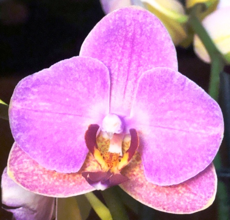 Phalaenopsis hybrides : deux nouvelles venues à la maison 20-0110