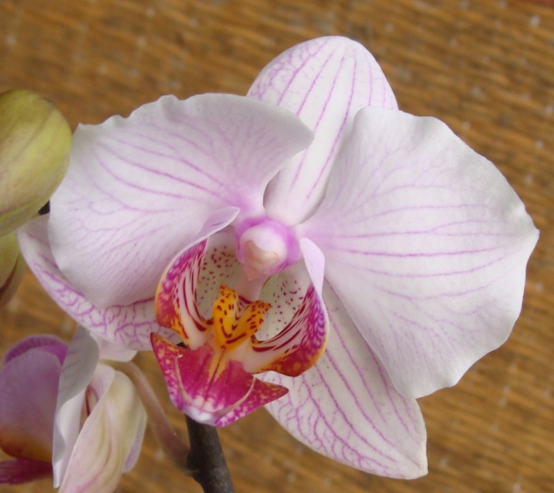 Phalaenopsis hybride...mais qu'est-ce que c'est beau ! 30-0110