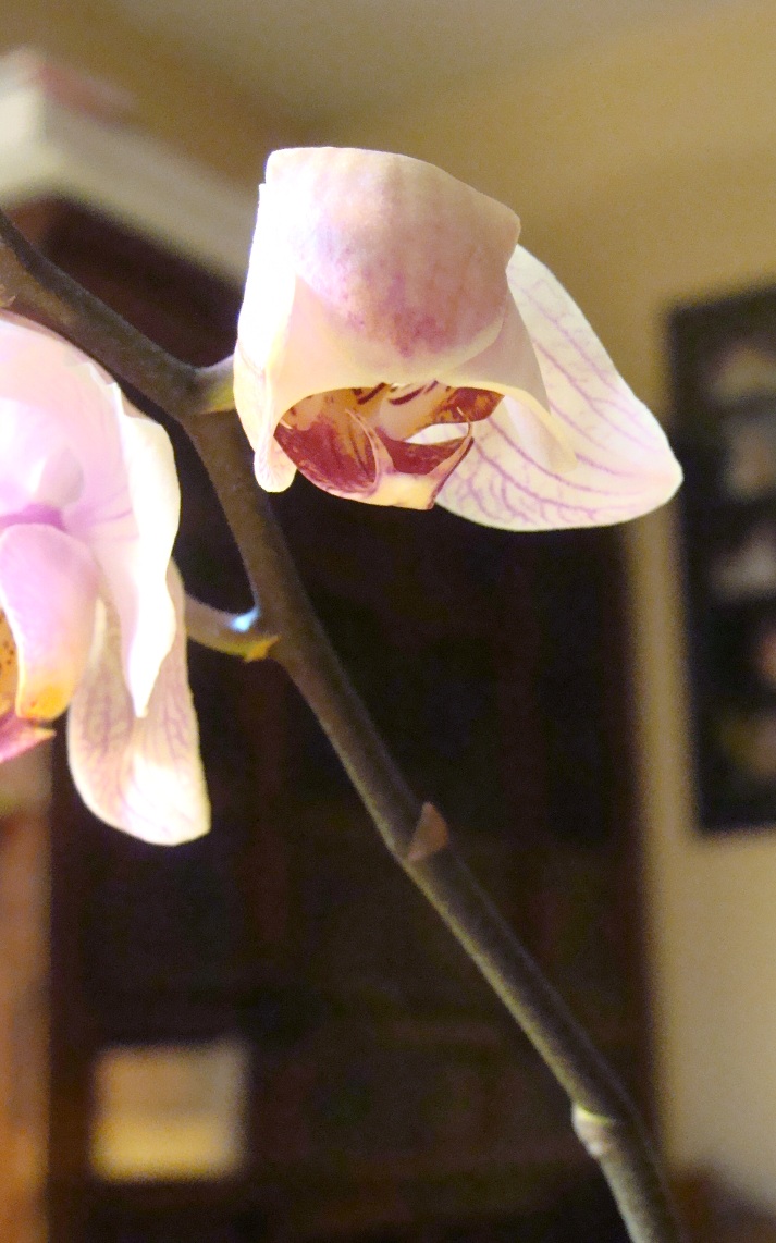 Phalaenopsis hybride...mais qu'est-ce que c'est beau ! 30-bou10