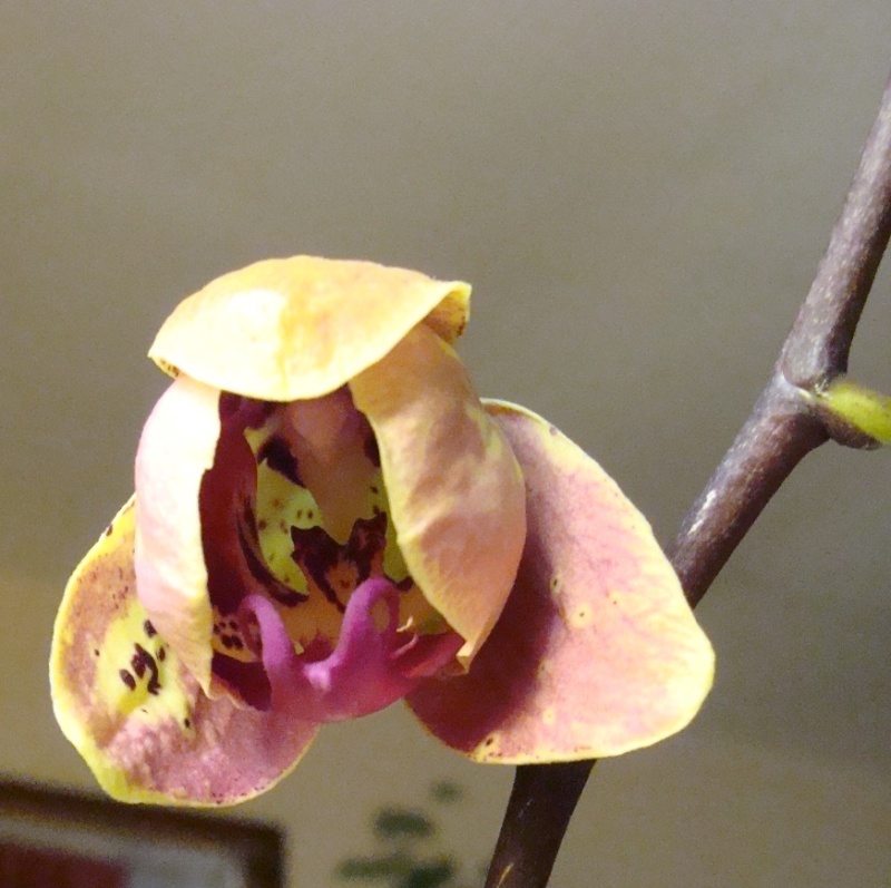 Phalaenopsis hybride ... la splendeur n'en est pas moindre. 33-bou10