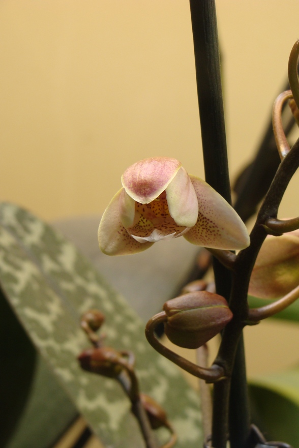 Phalaenopsis Wiganiae (Phal. schilleriana x Phal. stuartiana) : first refloraison 59-bou13