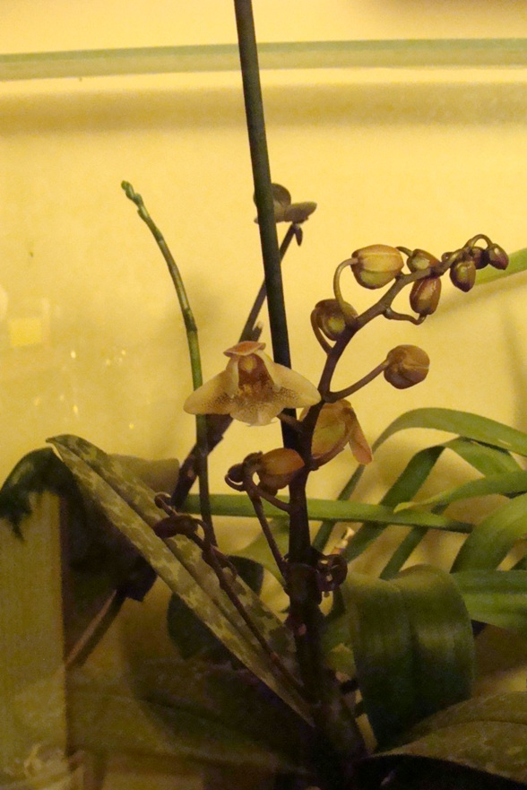 Phalaenopsis Wiganiae (Phal. schilleriana x Phal. stuartiana) : first refloraison 59-bou14