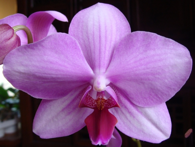 Phalaenopsis : Valse d'hybrides 01 75-0110