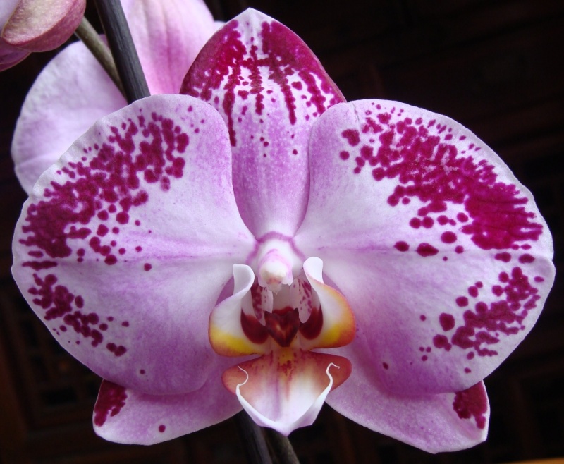 Phalaenopsis : Valse d'hybrides 01 76-0110