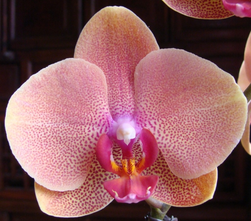 Phalaenopsis : Valse d'hybrides 01 77-0110