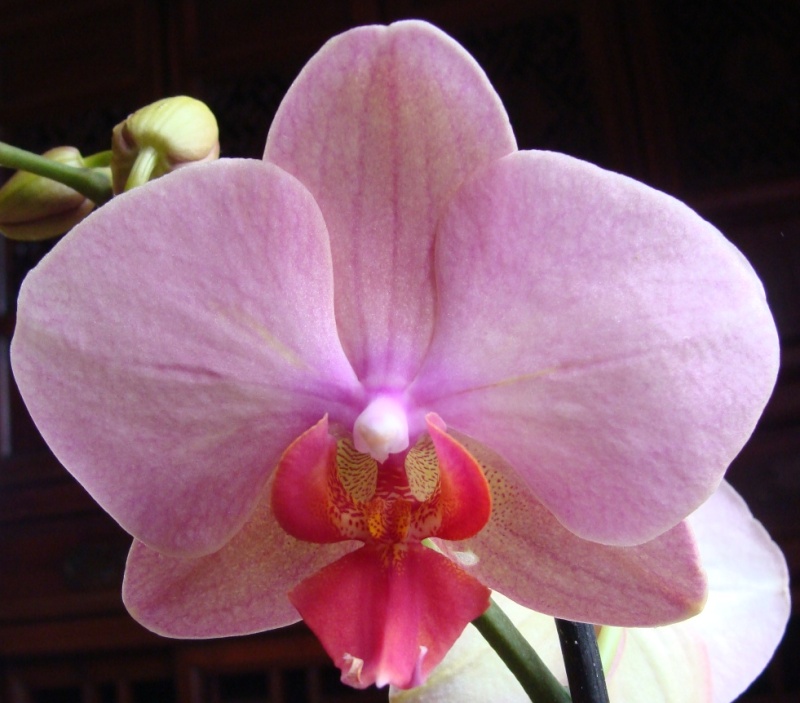 Phalaenopsis : Valse d'hybrides 01 78-0110