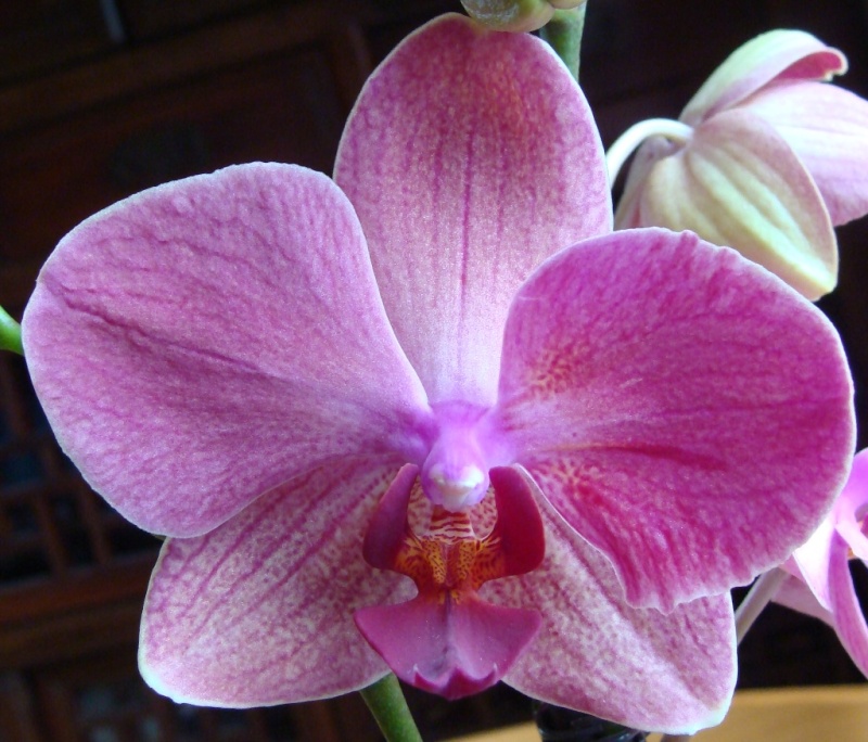 Phalaenopsis : Valse d'hybrides 01 79-0110