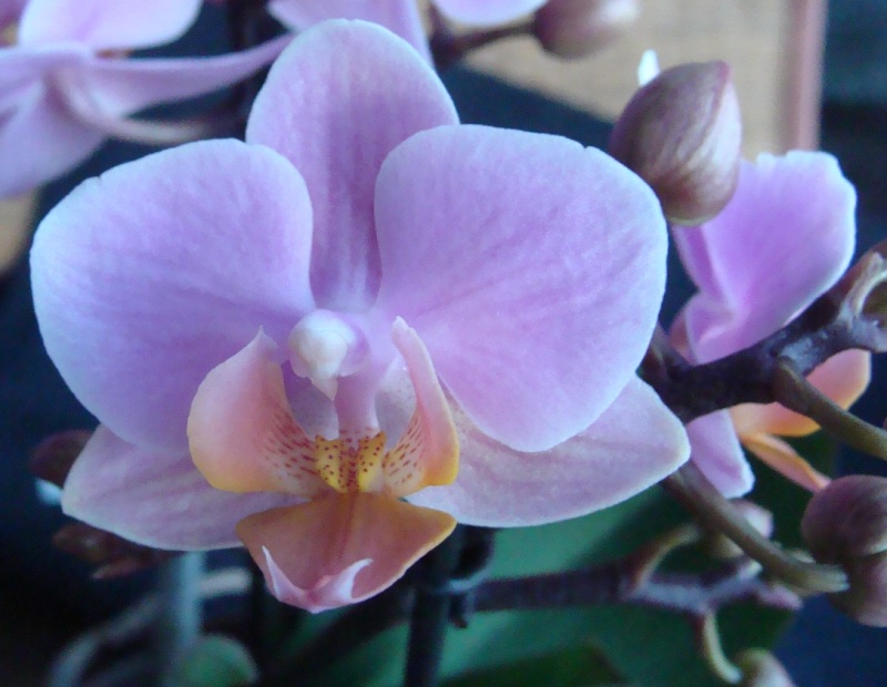 Phalaenopsis : et de trois.. ANNONAY 2014 82-0210