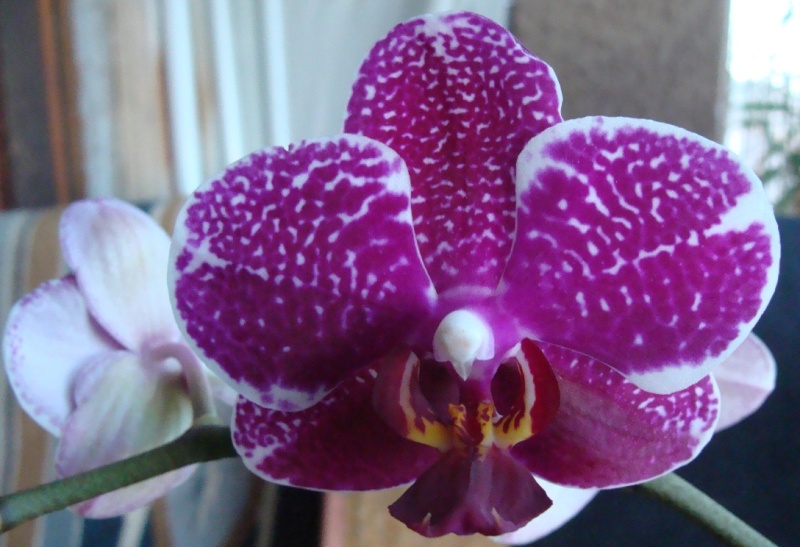 Phalaenopsis : trois de plus.... ANNONAY 2014 83-0210