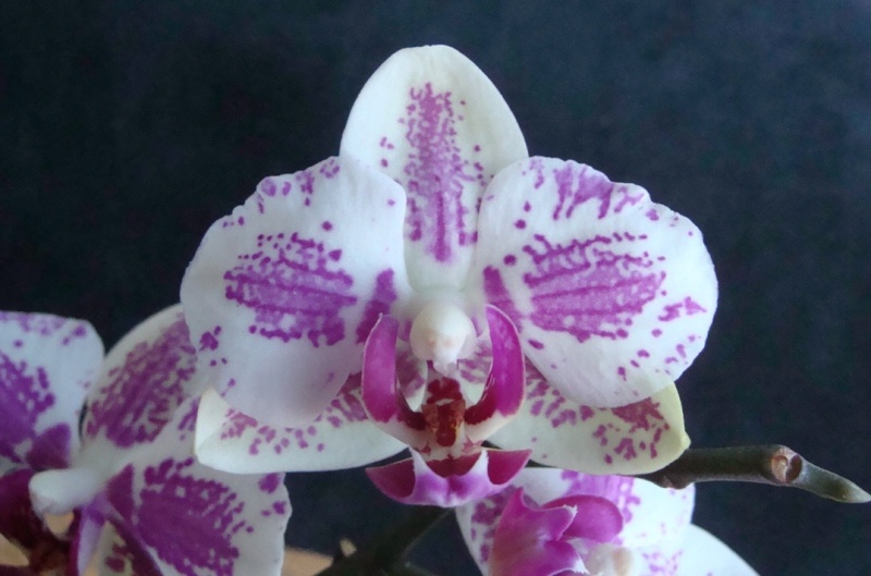 Phalaenopsis : trois de plus.... ANNONAY 2014 84-0210