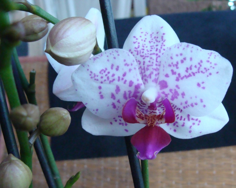 Phalaenopsis : trois de plus.... ANNONAY 2014 85-0210