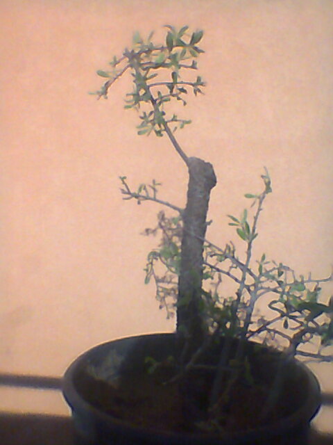 Pruno selvatico (credo prunus spinosa) Foto0110