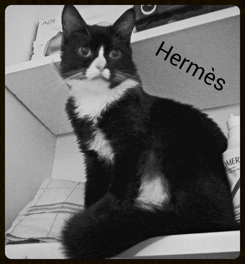 HERMES - Page 11 Img_2010