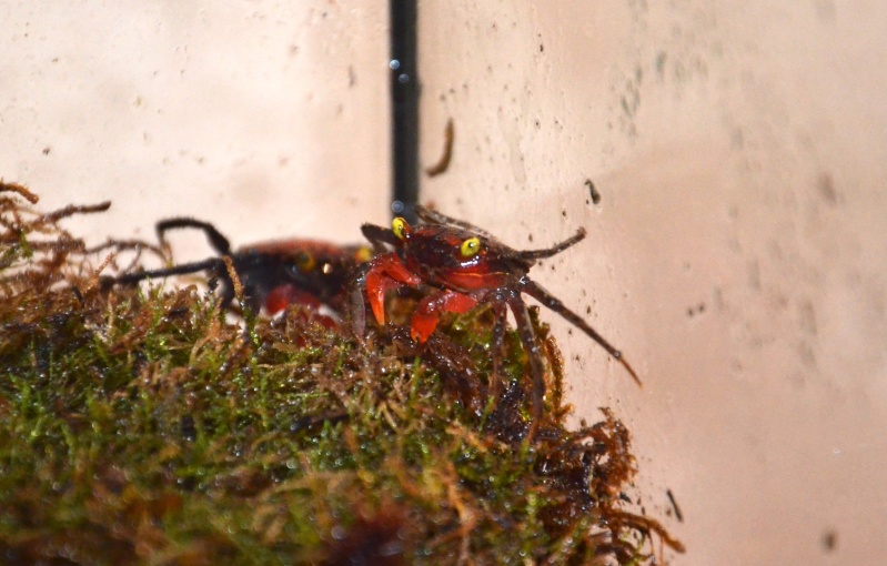 Geosesarma Sp Crabe Vampire Red Photos De Vos Reptiles Amphibiens Et Arachnides Nimo Geosesarma Sp Crabe Vampire Red Photos De Vos Reptiles Amphibiens Et Arachnides Nimo