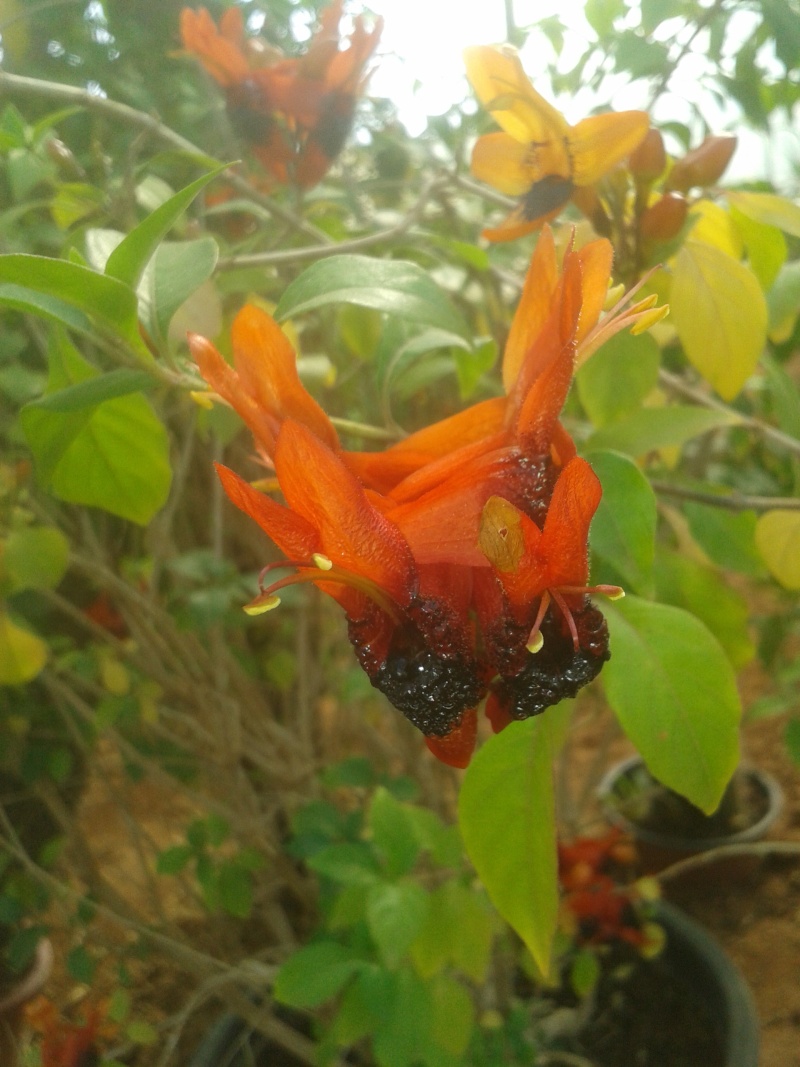 Ruttya fruticosa 2013-111