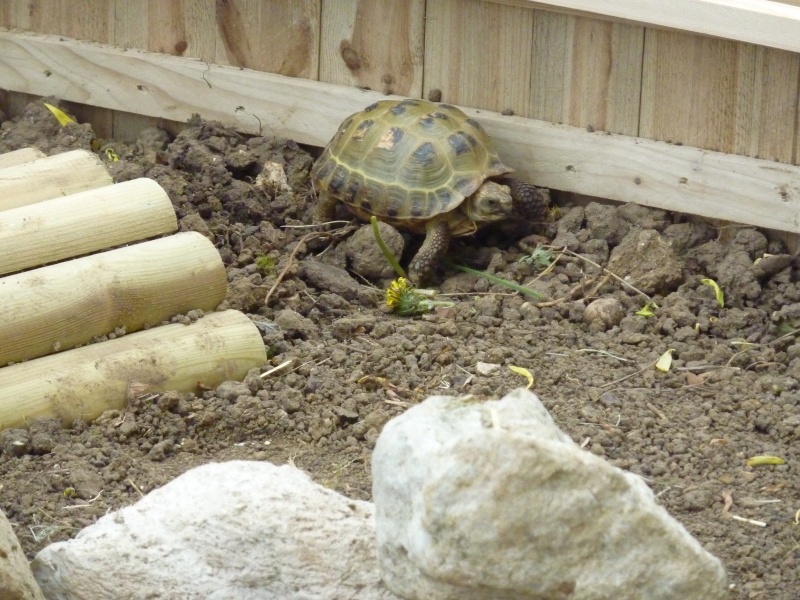 Voilà mr tortue qui arrive bientot a la maison P1060415