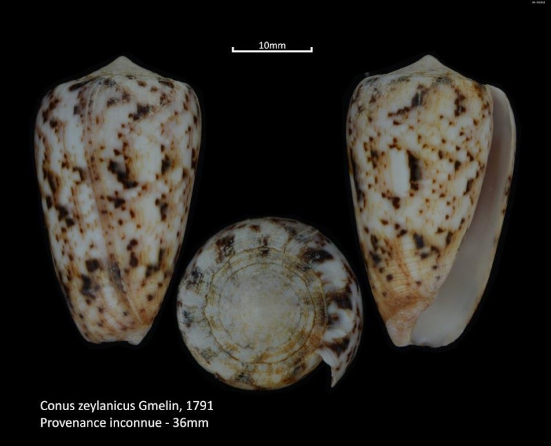 Conus (Puncticulis) zeylanicus - Gmelin, 1791 M2_t1a15