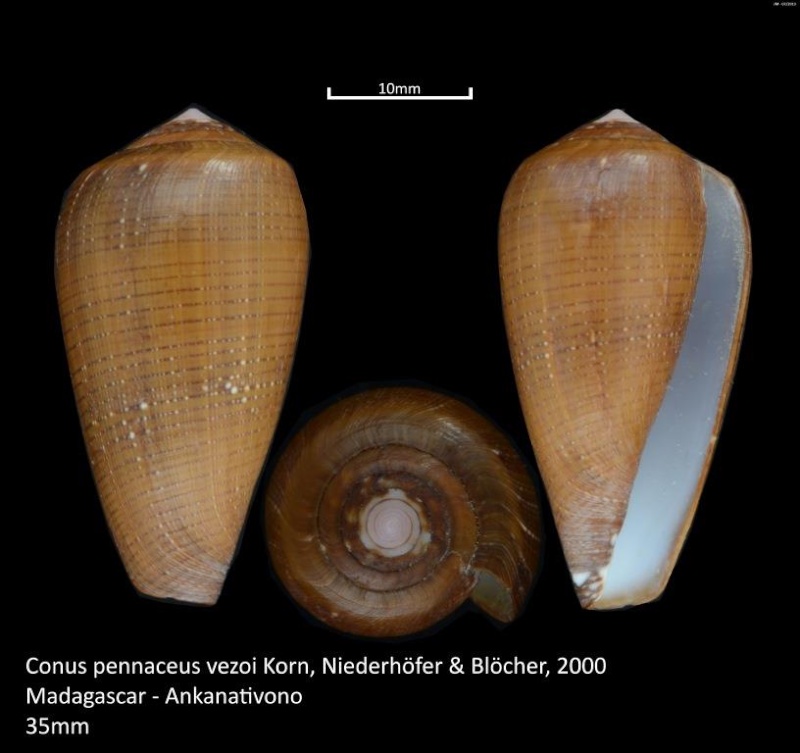 Conus (Darioconus) vezoi  (Korn, W., H.-J. Niederhöfer & M. Blöcher, 2000) M2_t1a17