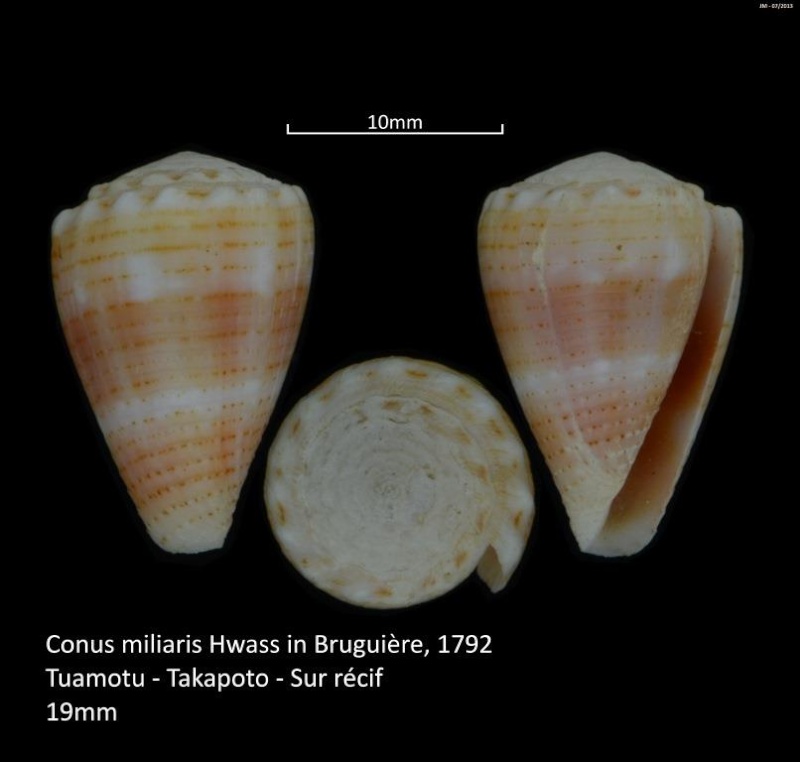 Conus (Virroconus) miliaris Hwass in Bruguière, 1792  - Page 2 M2_t1a27