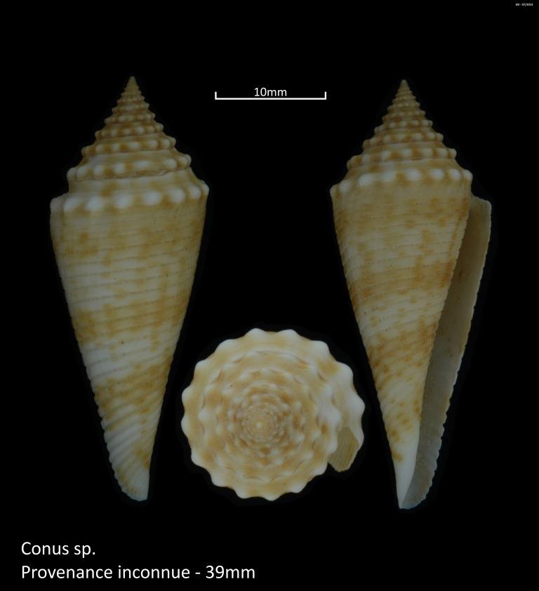 Conasprella (Fusiconus) orbignyi (Audouin, 1831) M2_t1a29