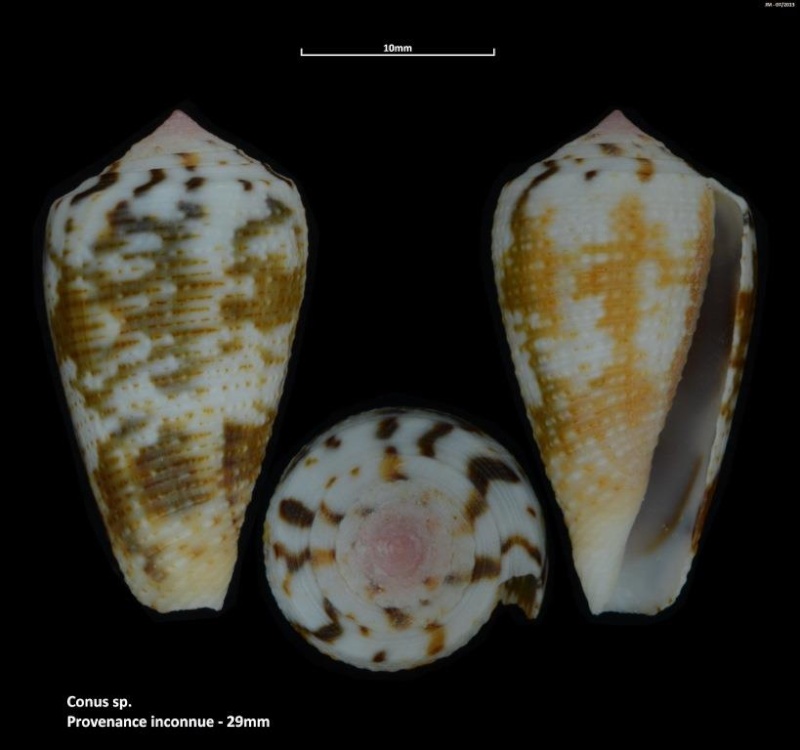 Conus (Pionoconus) striolatus (Kiener, 1848) M2_t1b14