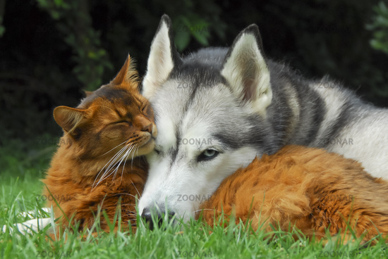 concours photo #10 : des chats et des chiens qui s'aiment 10_cc910