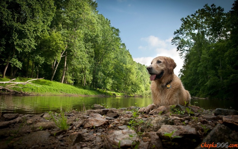 Le chien dans la nature Golden10