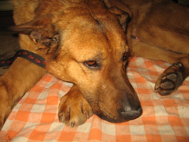 В субботу в Солнцево был найден большой рыжий пес. Похож на метиса овчарки!Пес покусан, нужны фин. на врача.Москва 1vbvdb10