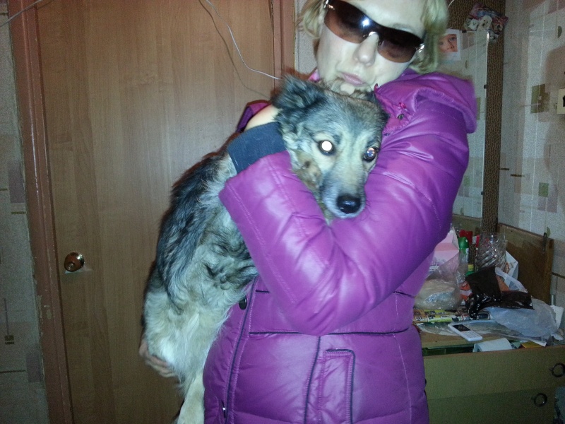 Ищет дом маленькая собачка.Москва.М.О. 20131215
